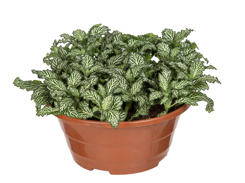 plantas de folhagem resistentes