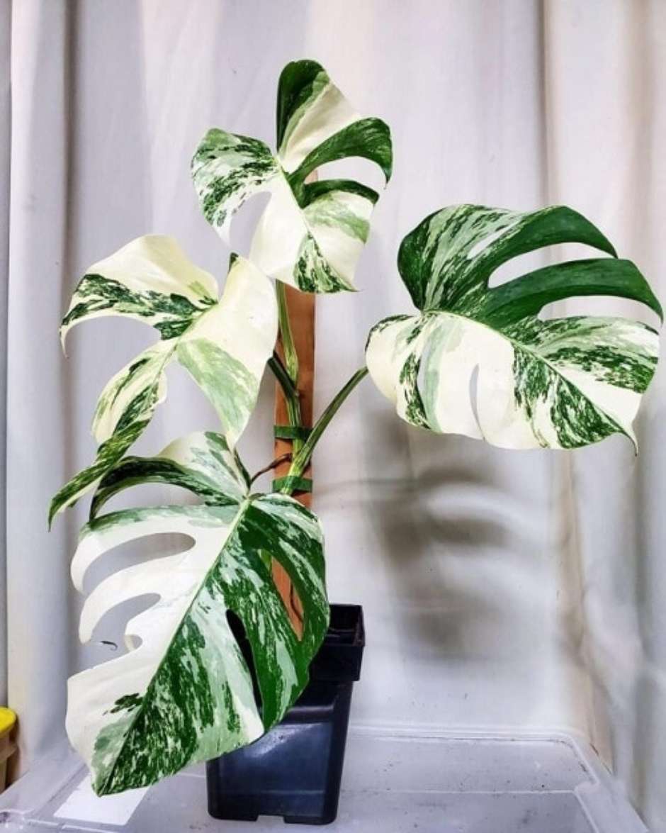 plantas de folhagem coloridas