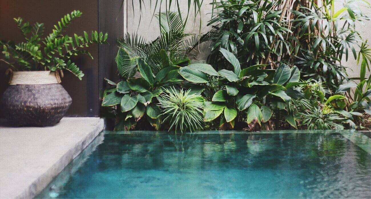 plantas ornamentais para jardim