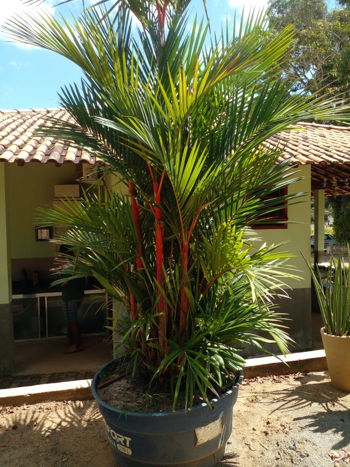 5 ideias de títulos:
1. As Melhores Plantas para Jardins com Sol Pleno: Guia Completo
2. Transforme seu Jardim: Plantas Ideais para Sombra e Meia-Sombra
3. Jardim dos Sonhos com Baixa Manutenção: Escolha as Plantas Certas
4. Guia Definitivo: Como Escolher Plantas Ornamentais para Cada Tipo de Luz
5. Plantas Resistentes ao Calor: Beleza e Durabilidade para o seu Jardim