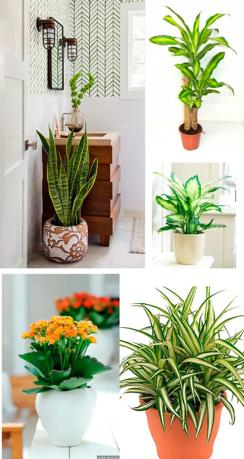 Os benefícios das plantas purificadoras de ar para a saúde do seu lar