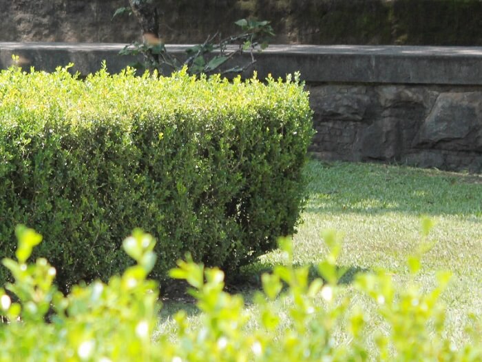 Calagem: O Segredo para um Solo Equilibrado e Plantas Saudáveis