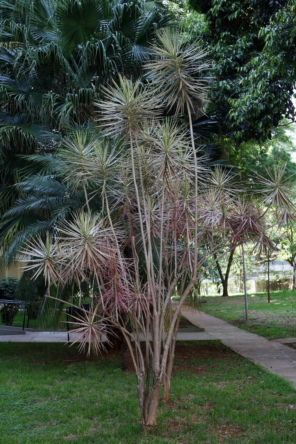 Calagem: O Segredo para um Solo Equilibrado e Plantas Saudáveis