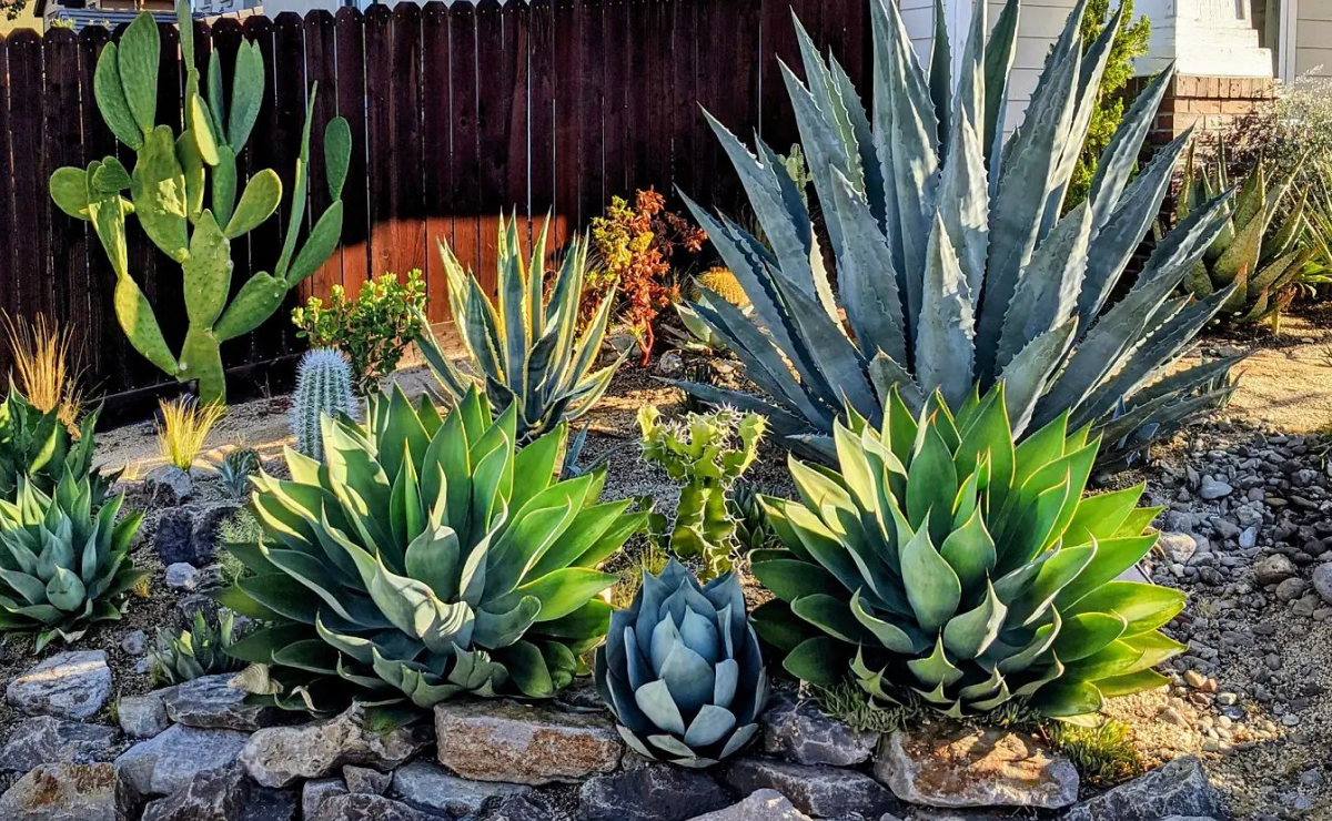 erros comuns ao plantar em solo seco
