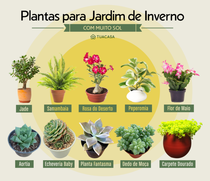 plantas de sombra para jardim de inverno