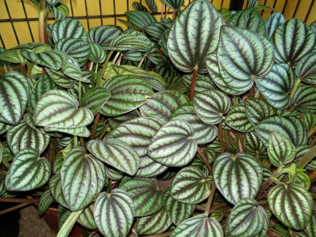 jardim de inverno com pouca luz