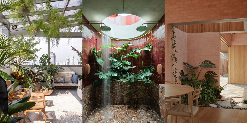 Guia Completo: Plantas de Sombra Ideais para Apartamentos Pequenos