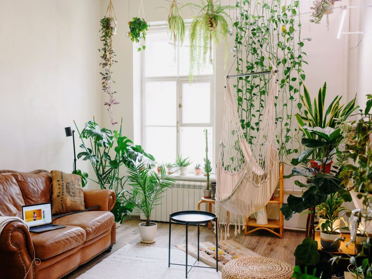 plantas para sala de estar