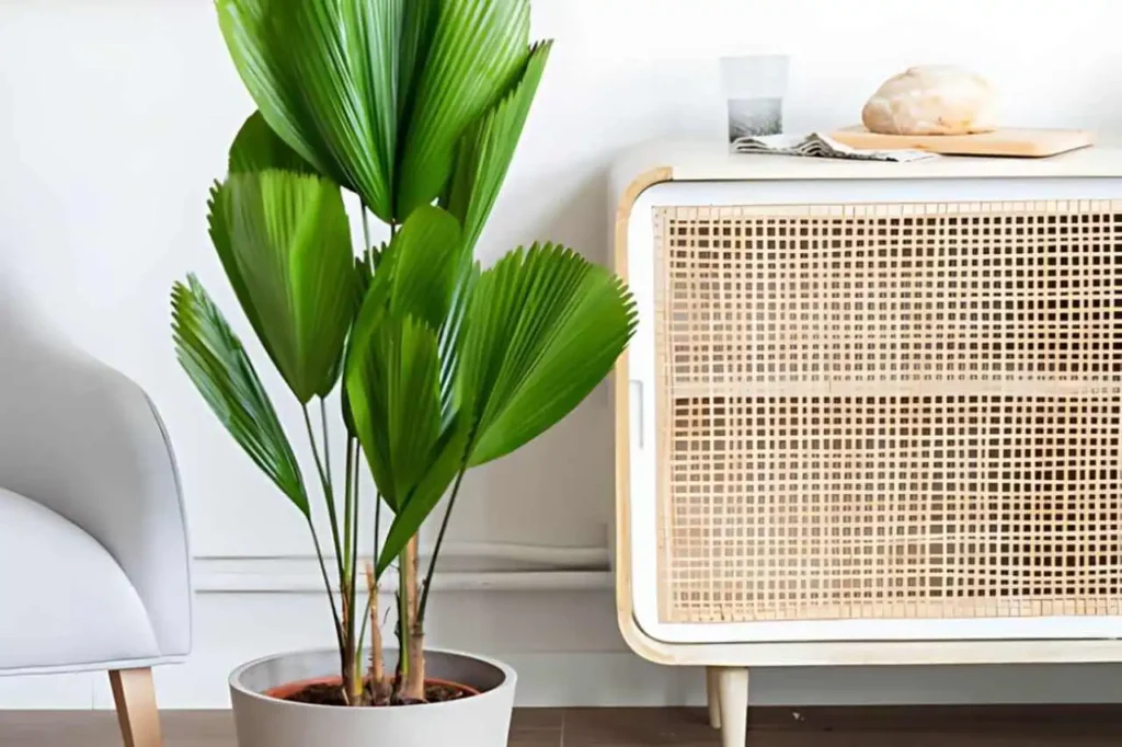 plantas para sala de estar