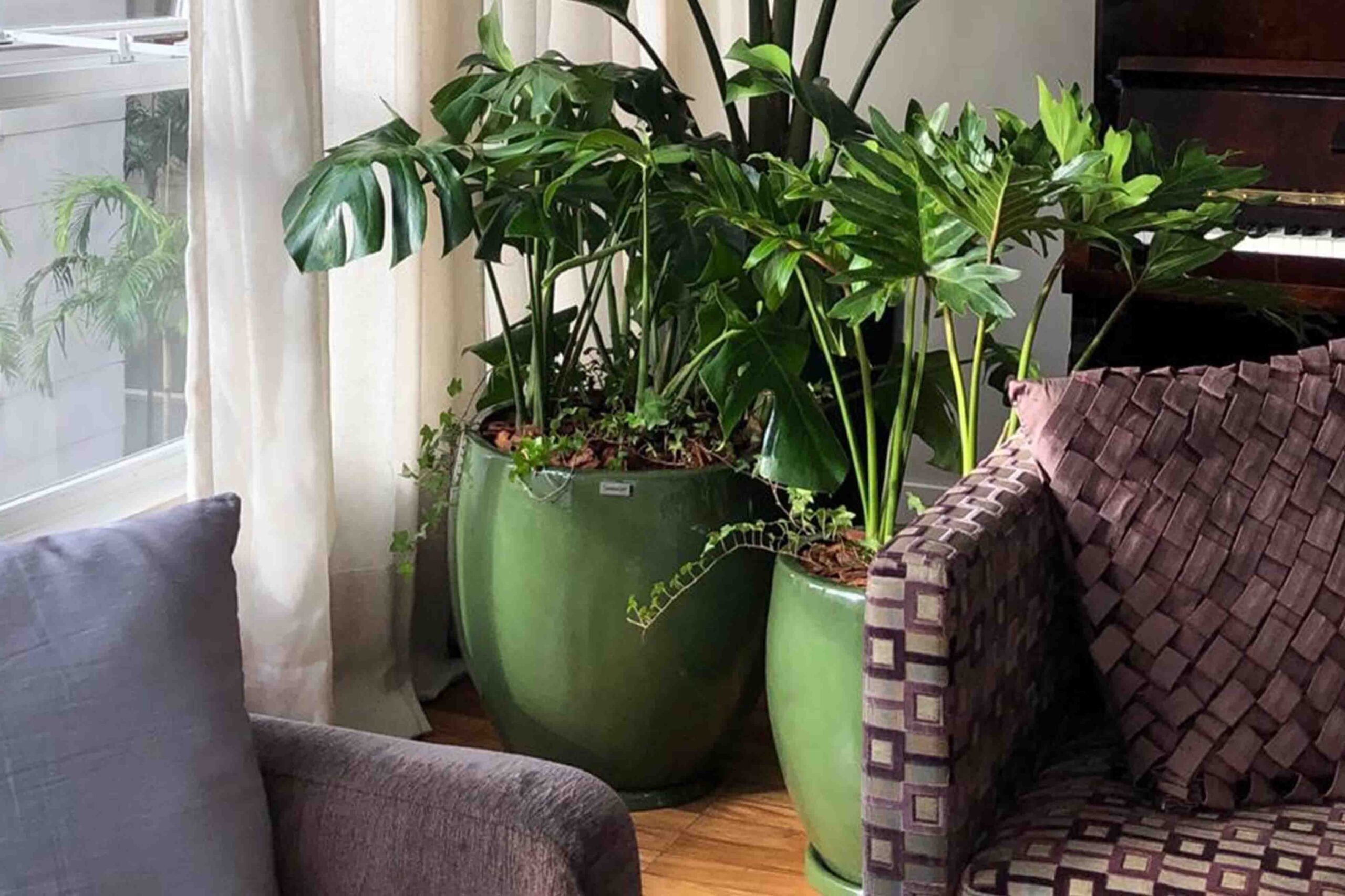 Decoração com Plantas Grandes: Dicas para Criar Pontos Focais