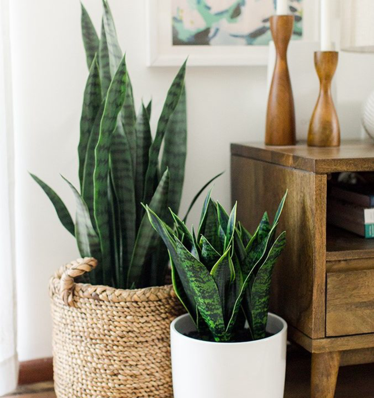 Plantas que Purificam o Ar: Benefícios e Melhores Espécies para Ambientes Internos