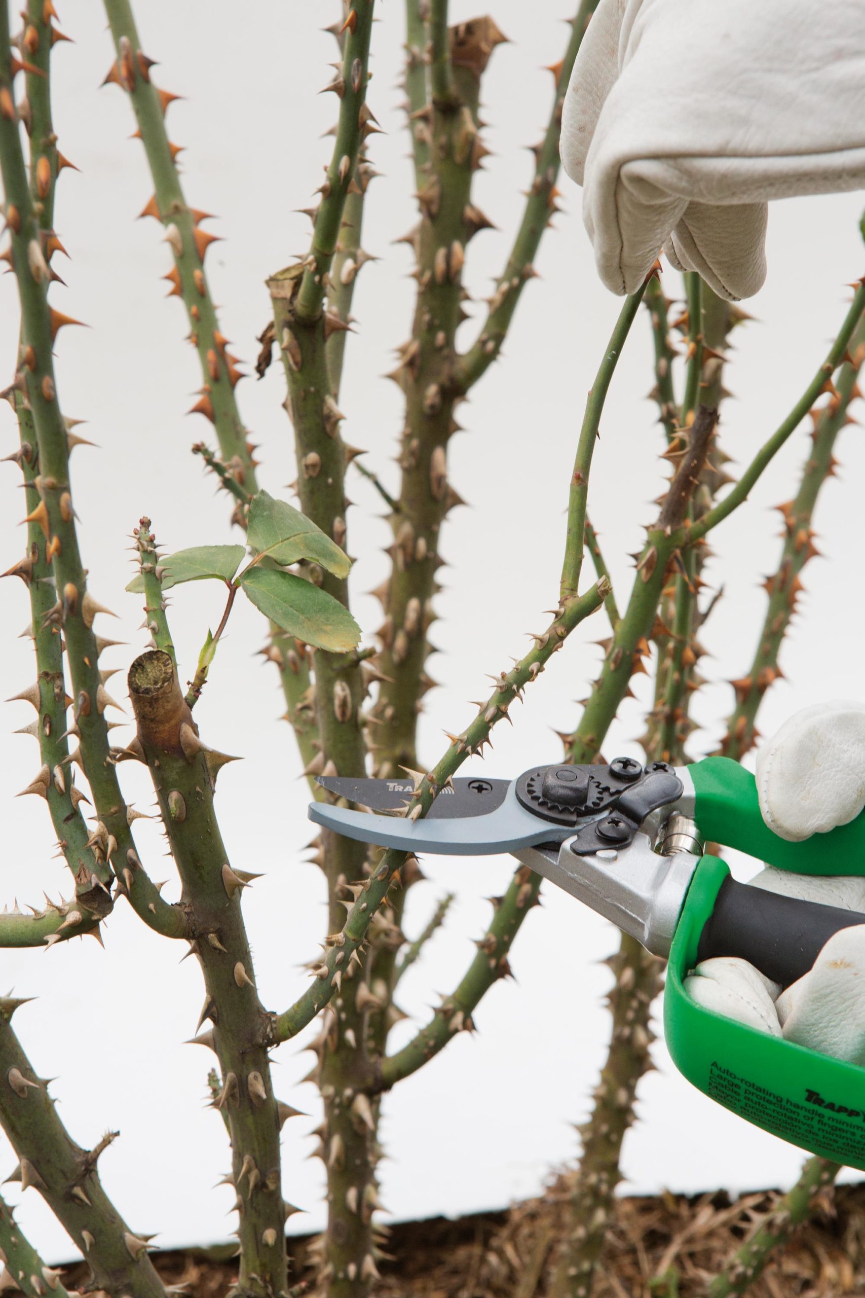 As Melhores Ferramentas para Poda de Roseiras e Como Esterilizá-las