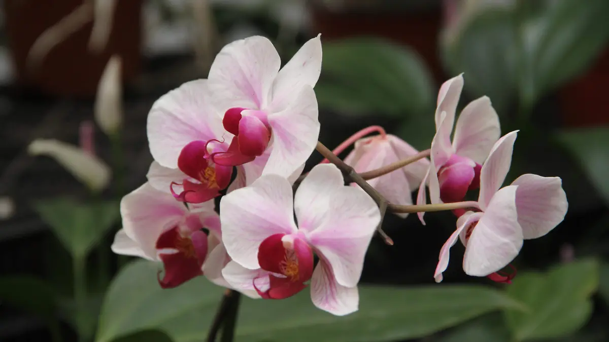 porque las orquídeas son caras