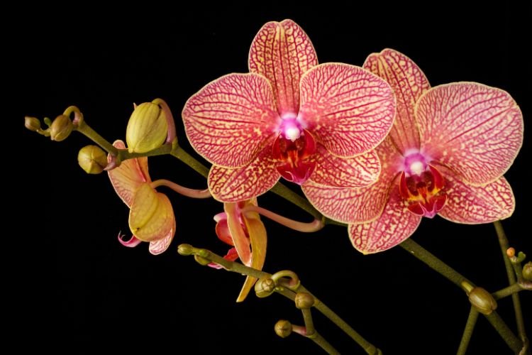 tipos de orquídeas raras mais caras do mundo