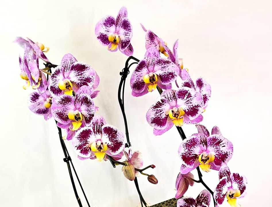 erros comuns no cultivo de orquídeas caras