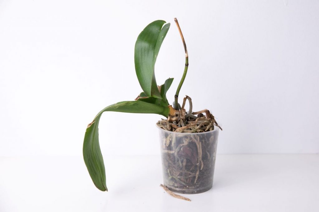 porque orquideas morrem