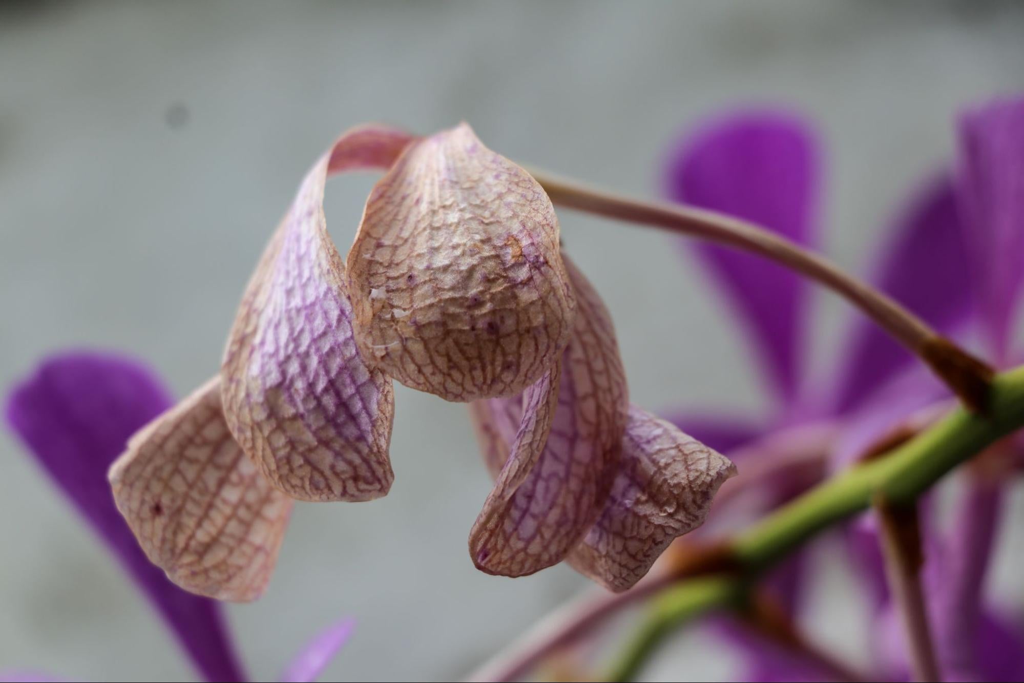 O Substrato Ideal para Cada Tipo de Orquídea: Guia Prático