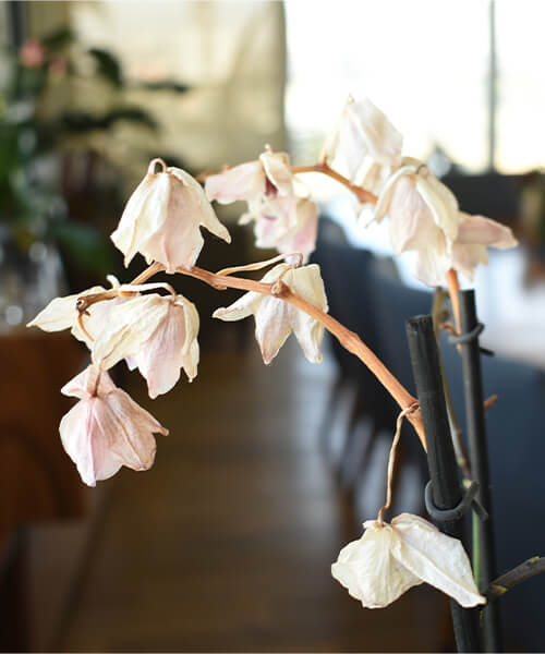 Transplante de Orquídeas: O Passo a Passo para Não Estressar Sua Planta