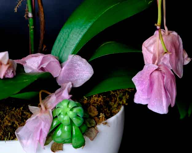 Orquídea Phalaenopsis: Cuidados Específicos para uma Floração Duradoura