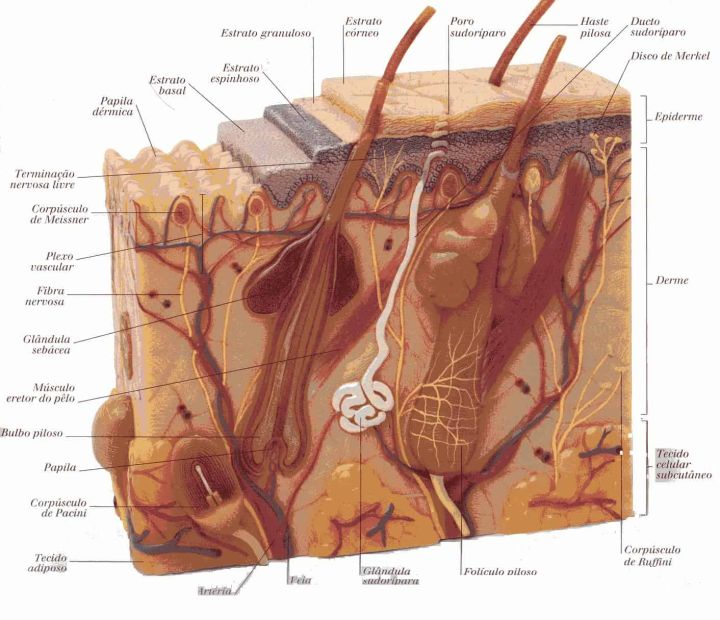 5 ideias de títulos:
1. As 3 Camadas Essenciais da Pele: Um Guia Completo
2. Epiderme