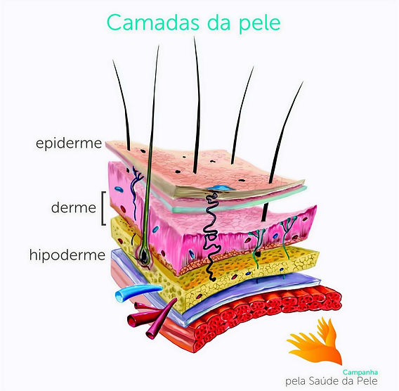 Derme e Hipoderme: Entenda a Estrutura da Sua Pele
3. Desvendando a Pele: Funções e Componentes de Cada Camada
4. A Importância da Hipoderme: Mais do que Apenas Gordura
5. Cuidados com a Pele: Como Cada Camada Influencia sua Saúde