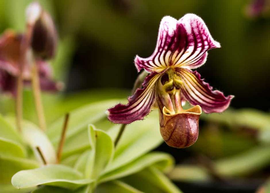 O Impacto do Leilão de Orquídeas no Mercado Global