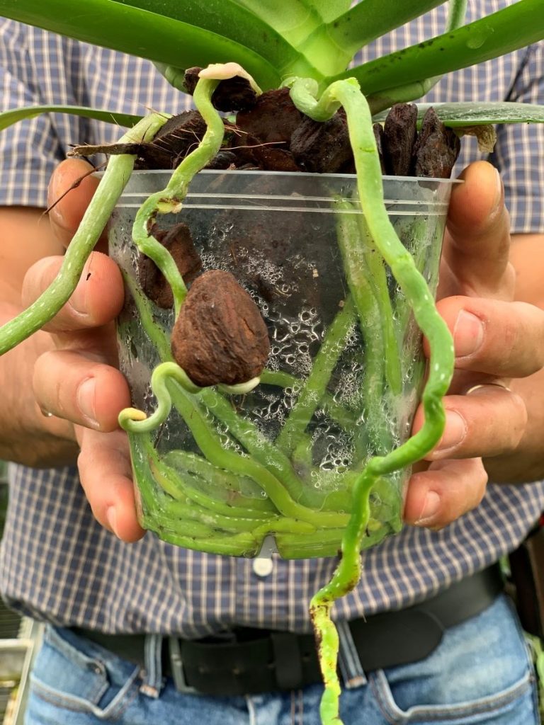 quando mudar orquídeas de vaso
