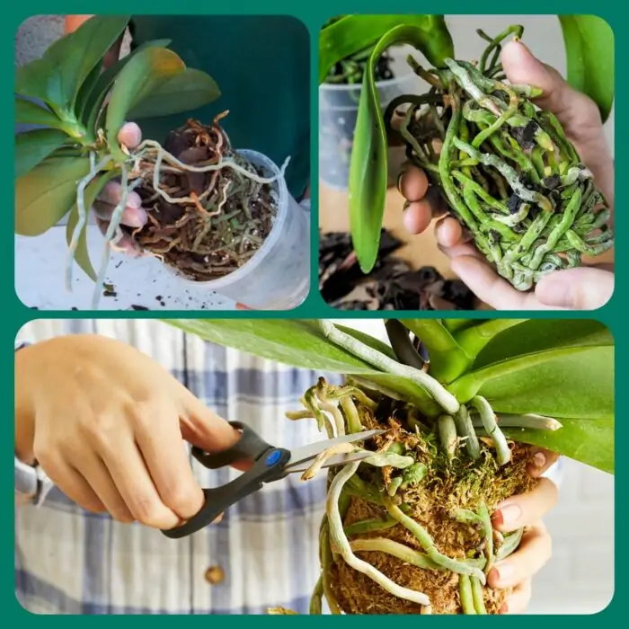 Guia Completo: Como Escolher o Vaso Perfeito para Sua Orquídea