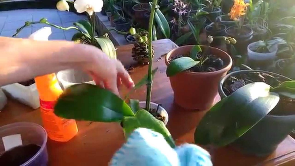 Raízes de Orquídeas: Como Identificar Problemas e Promover o Crescimento