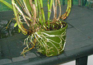 quando mudar orquídeas de vaso