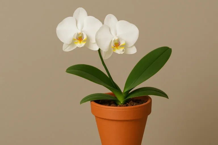 Guia Completo: Como Escolher o Vaso Perfeito para Sua Orquídea