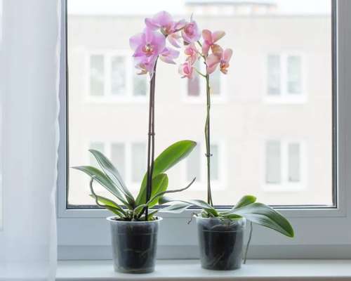 Orquídeas: O Que Fazer Após a Floração para Garantir o Próximo Ciclo
