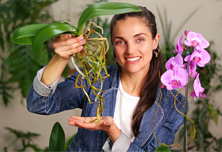 quem cultiva orquídeas