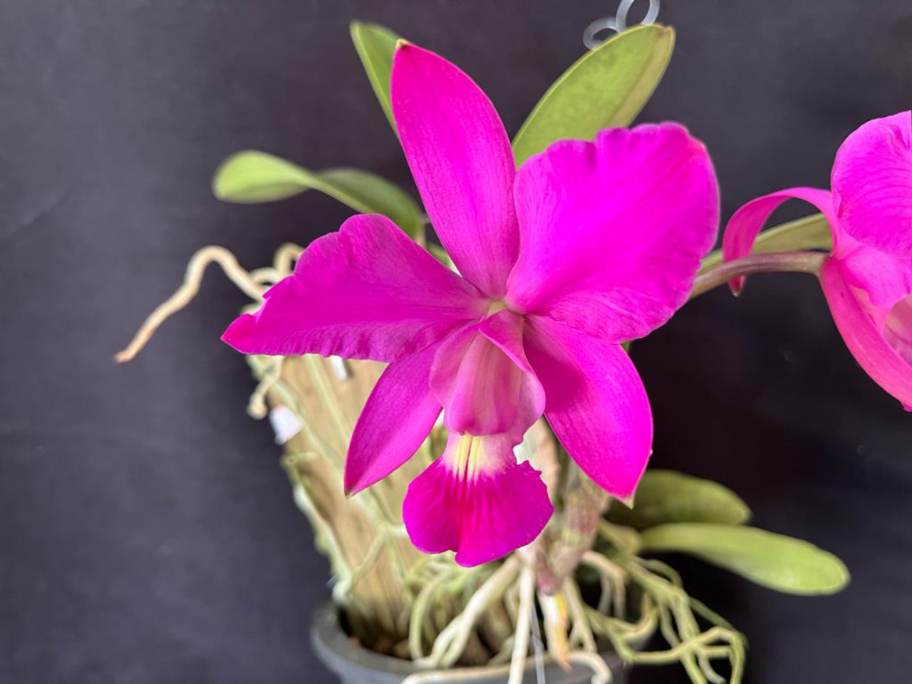 quem cultiva orquídeas