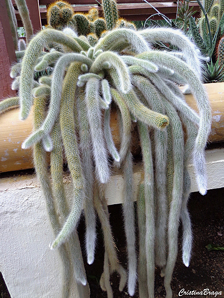 Cacto pendente