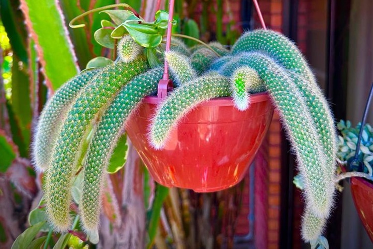 Cleistocactus colademononis