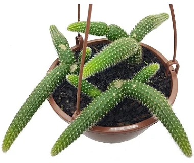Cacto pendente