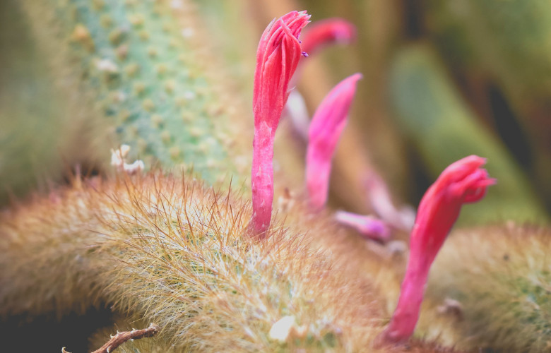 Cleistocactus colademononis