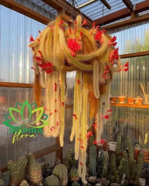 Cacto peludo