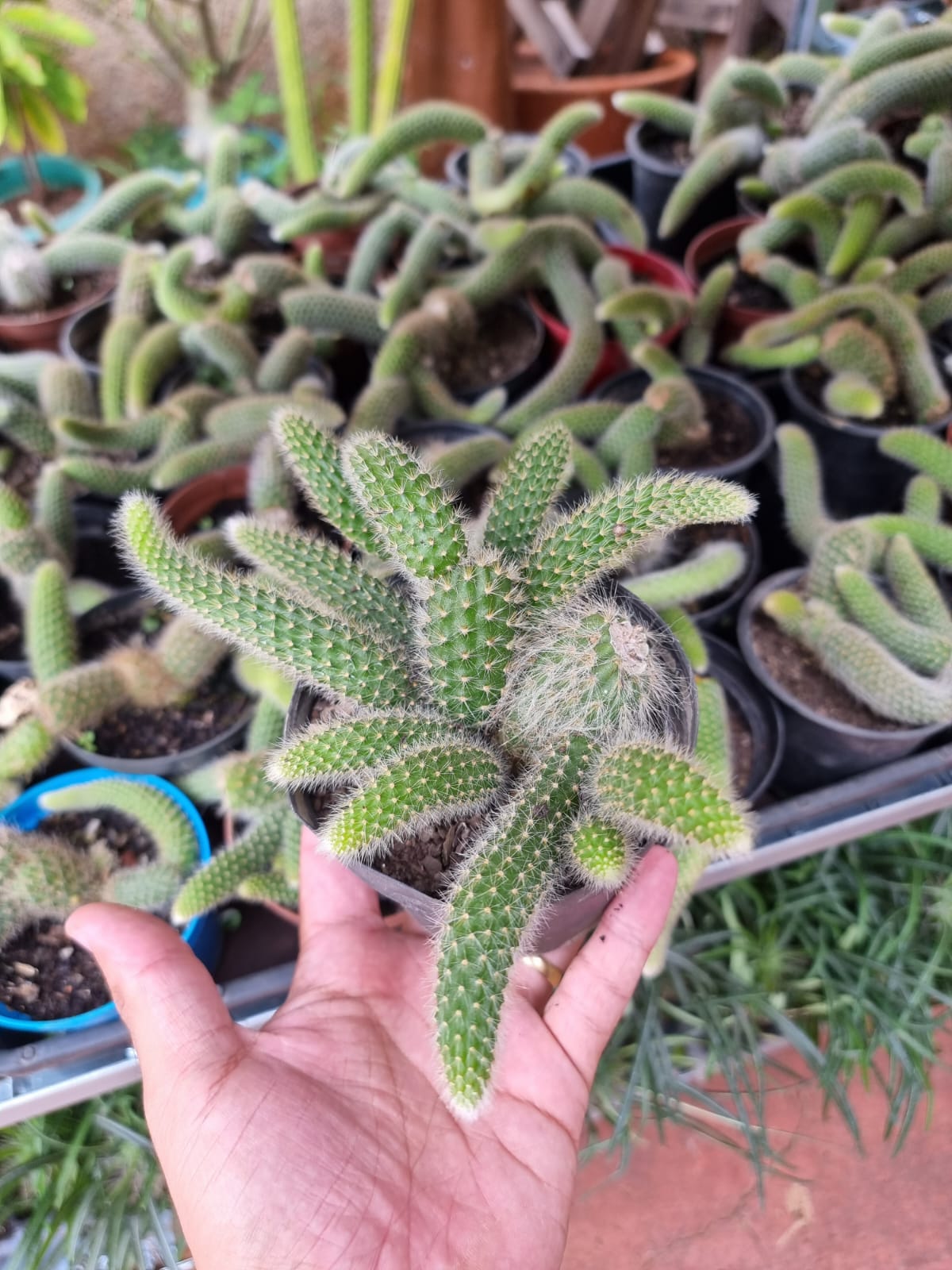 Cleistocactus colademononis