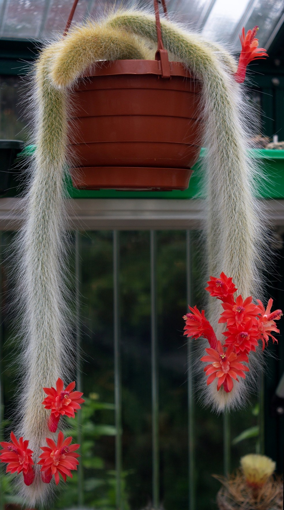 Cleistocactus colademononis