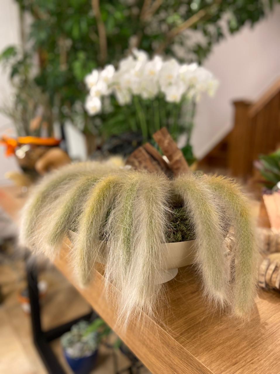 Cacto pendente
