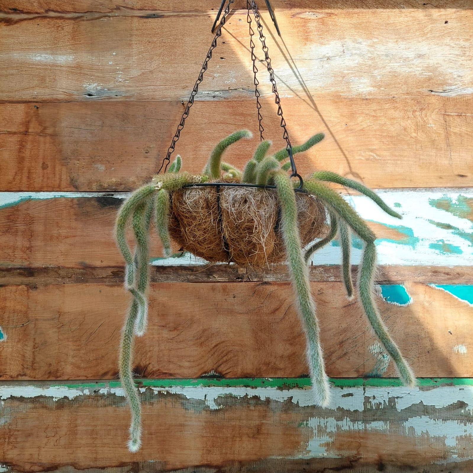 Cleistocactus colademononis
