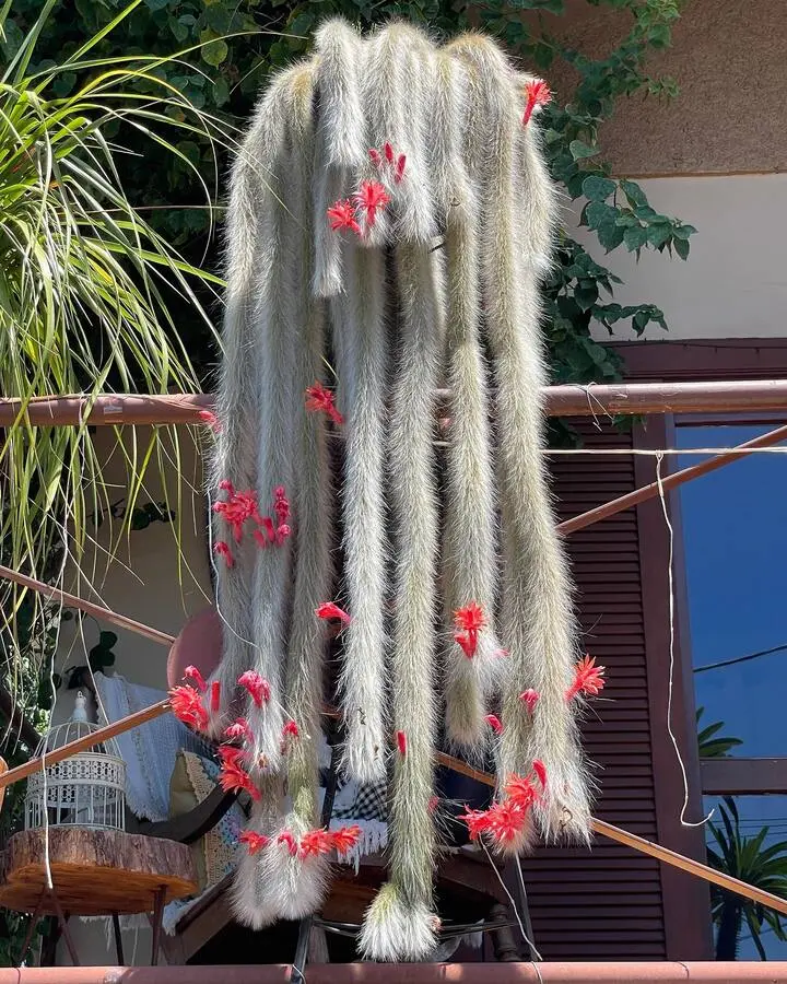 Suculenta Rabo de Macaco