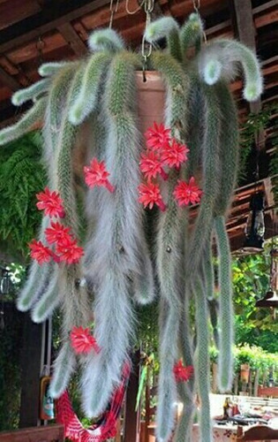 Cacto peludo