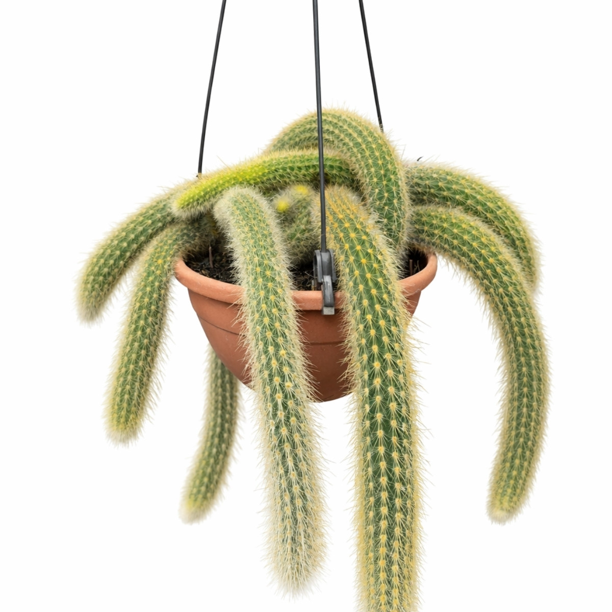 Cacto pendente
