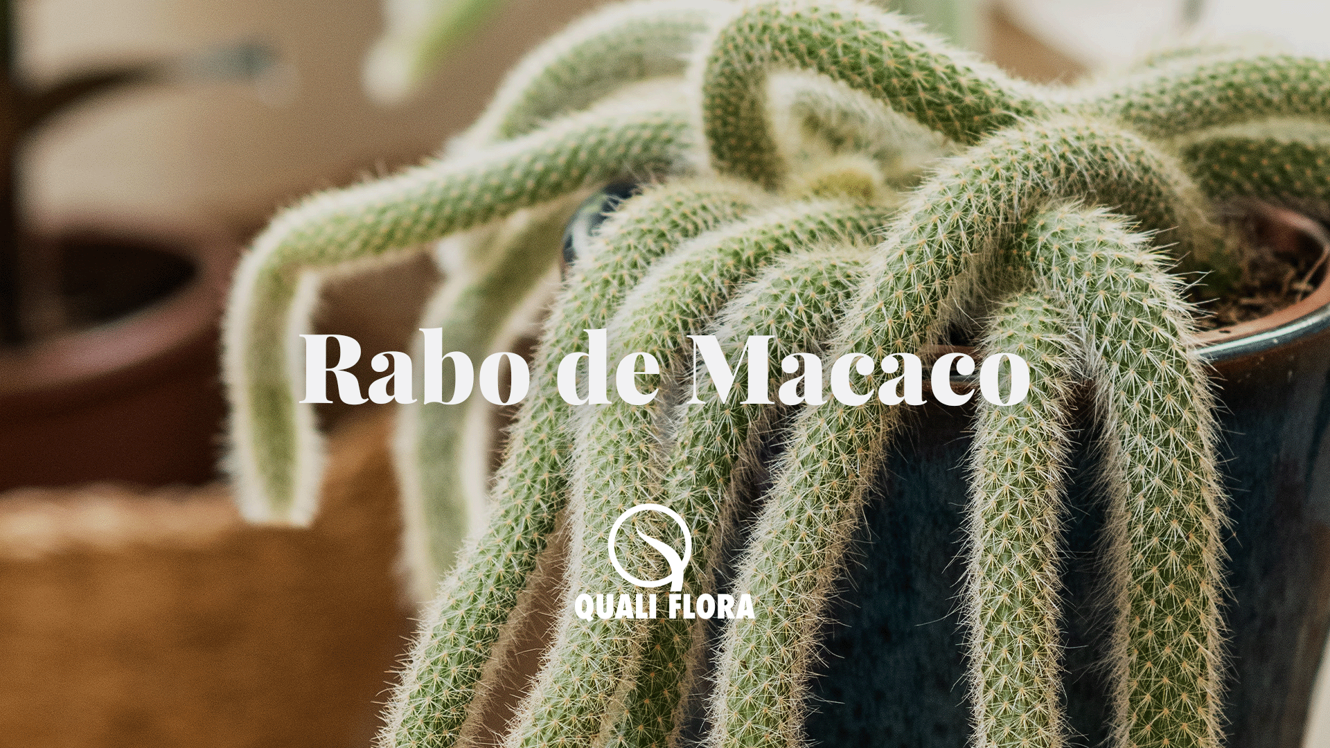 Cacto pendente