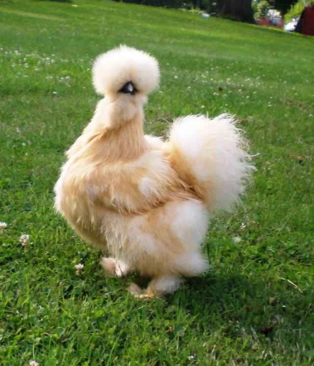 galinha como pet