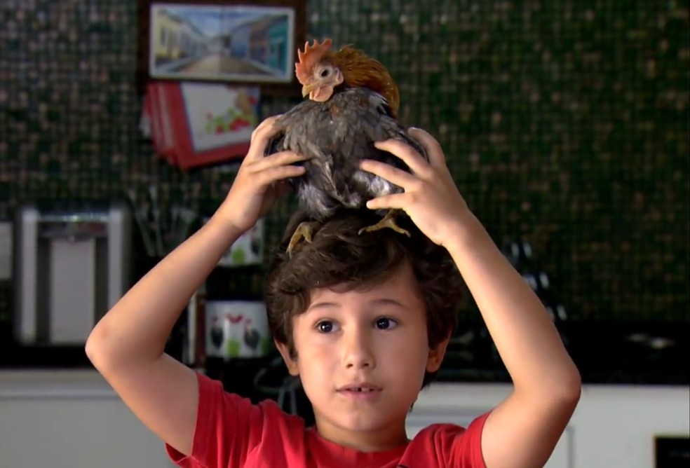criar galinha em apartamento