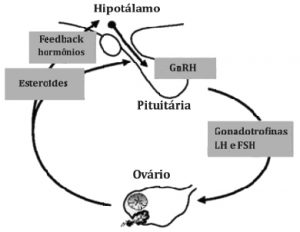Prevenindo a Osteoporose: O Papel da Reposição Hormonal na Saúde Óssea